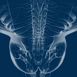 Illustration anatomique en 3D de la colonne vertébrale et du bassin obtenue par radiographie, destinée à l'analyse des troubles posturaux du dos en physiothérapie.