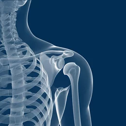 Illustration médicale en 3D d'une radiographie de l'épaule humaine afin d'illustrer la mobilité articulaire et les approches de rééducation en physiothérapie.