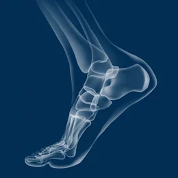Illustration radiographique latérale d'un pied humain pour représenter la mécanique articulaire dans le cadre de la rééducation en physiothérapie.