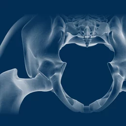 Illustration médicale en 3D d'un bassin masculin permettant de visualiser les muscles du plancher pelvien à des fins de physiothérapie.